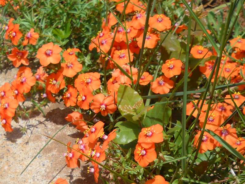 Lysimachia monelli / Centocchio di Monello